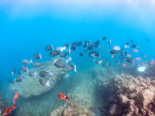美しいホウライヒメジ（ヒメジ科）、ニザダイ（ニザダイ科）、メジナ（イスズミ科）他の群れ。
英名学名：Whitesaddle goatfish, Parupeneus ciliatus
Sawtail juvenile (Prionurus scalprum)
Largescale Blackfish, Girella punctata
静岡県伊豆半島賀茂郡南伊豆町中木ヒリゾ浜2024年
