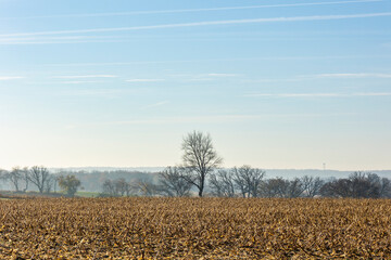 A harvested corn field on a clear day and the silhouette of a tree in the fence line in the autumn.