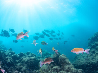 Fototapeta premium 美しいホウライヒメジ（ヒメジ科）、ニザダイ（ニザダイ科）、メジナ（イスズミ科）他の群れ。 英名学名：Whitesaddle goatfish, Parupeneus ciliatus Sawtail juvenile (Prionurus scalprum) Largescale Blackfish, Girella punctata 静岡県伊豆半島賀茂郡南伊豆町中木ヒリゾ浜2024年 