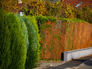 Schäden an einer Thuja Hecke im Herbst