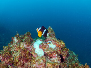 高水温でイソギンチャクも白化して減少。住居を失ったクマノミが有力なイソギンチャク群生に集中。激しく縄張り争いをしている様子が見られた。
クマノミ（クマノミ亜科）ミツボシクロスズメダイ（スズメダイ科）他群れ
英名学名：
Yellowtail clownfish,Amphiprion clarkii
Threespot dascyllus,Dascyllus trimaculatus
ヒリゾ浜2024
