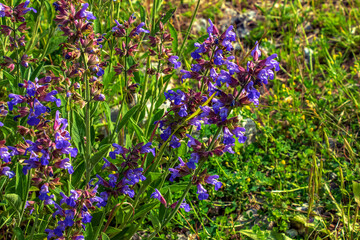 Sage in Latin Salvia officinalis L is one of the oldest medicinal plants.