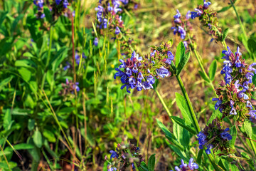 Sage in Latin Salvia officinalis L is one of the oldest medicinal plants.