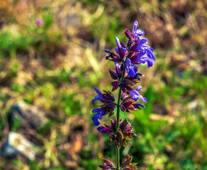 Sage in Latin Salvia officinalis L is one of the oldest medicinal plants.