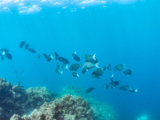 美しいホウライヒメジ（ヒメジ科）、ニザダイ（ニザダイ科）、メジナ（イスズミ科）他の群れ。
英名学名：Whitesaddle goatfish, Parupeneus ciliatus
Sawtail juvenile (Prionurus scalprum)
Largescale Blackfish, Girella punctata
静岡県伊豆半島賀茂郡南伊豆町中木ヒリゾ浜2024年
