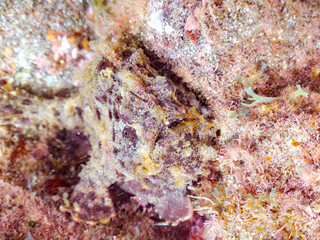 エスカ（触手）を振って魚を呼び寄せて狩る、巨大なオオモンカエルアンコウ（カエルアンコウ科）。
英名学名：Giant Frogfish, Antennarius commersoni
自分よりも大きな獲物でも、１０倍に広がる大きな口で丸呑みにする。
その速度は0.0001秒。生物界最速のハンターである。

静岡県伊豆半島賀茂郡南伊豆町中木ヒリゾ浜2024年
