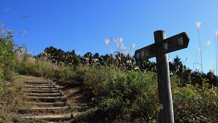 ススキの絶景で知られる岩湧山の山頂付近：大阪奥河内の観光名所