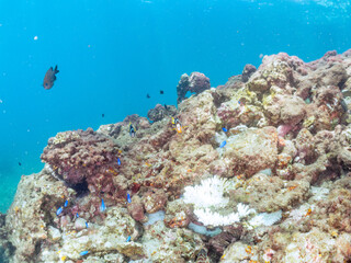 高海水温が続いているのでサンゴの白化現象が起きている。
美しいイソギンチャク畑の可愛いクマノミ（クマノミ亜科）ペア、ミツボシクロスズメダイ（スズメダイ科）他の群れ。
英名学名：
Yellowtail clownfish (Amphiprion clarkii)
Threespot dascyllus (Dascyllus trimaculatus) 
南伊豆町中木ヒリゾ浜2024年
