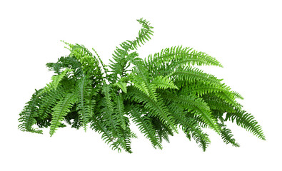 Tropical plant fern bush shrub tree isolated on white background with clipping path.