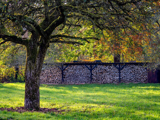 Brennholzlager auf einer Struobstwiese © focus finder