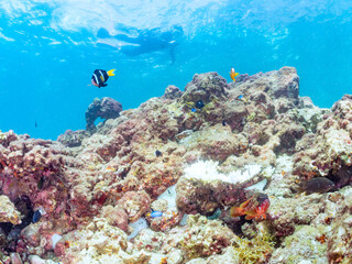 高海水温が続いているのでサンゴの白化現象が起きている。
美しいイソギンチャク畑の可愛いクマノミ（クマノミ亜科）ペア、ミツボシクロスズメダイ（スズメダイ科）他の群れ。
英名学名：
Yellowtail clownfish (Amphiprion clarkii)
Threespot dascyllus (Dascyllus trimaculatus) 
南伊豆町中木ヒリゾ浜2024年
