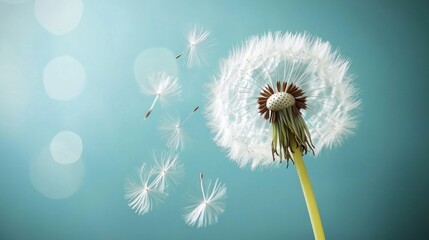 Dandelion Seeds Floating in the Wind