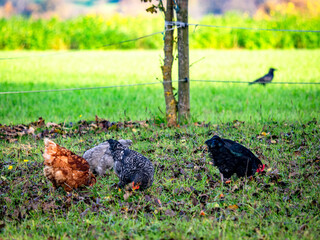 Freilaufende Hühner auf einer Wiese