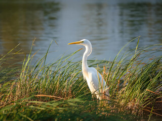 heron on the riverside