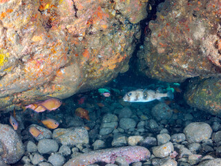 イシガキフグ（ハリセンボン科）、ナミマツカサ（イットウダイ科）、ミナミハタンポ（ハタンポ科）他
英名学名：Pacific Burrfish, Chilomycterus reticulatus
Bigscale soldierfish, Myripristis kochiensis
Black-Stripe Sweeper, Pempheris schwenkii
南伊豆町中木ヒリゾ浜2024年
