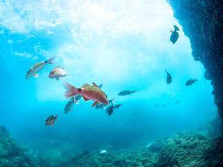 Obraz premium 逆光の美しいホウライヒメジ（ヒメジ科）、ニザダイ（ニザダイ科）、メジナ（イスズミ科）他の群れ。 英名学名：Whitesaddle goatfish, Parupeneus ciliatus Sawtail juvenile (Prionurus scalprum) Largescale Blackfish, Girella punctata 静岡県伊豆半島賀茂郡南伊豆町中木ヒリゾ浜2024年 