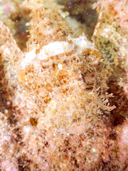 岩の間で完璧な擬態をする、美しいオニカサゴ（フサカサゴ科）。
英名学名：Hairy Stingfish (Scorpaenopsis cirrhosa)
静岡県伊豆半島賀茂郡南伊豆町中木ヒリゾ浜2024年
