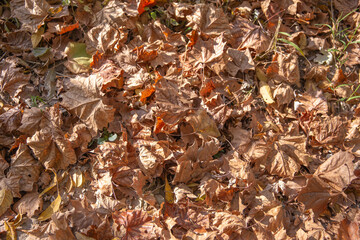 leaves and trees in autumn