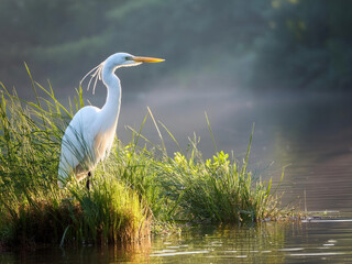 heron on the riverside