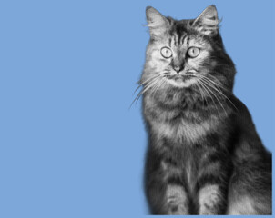 close up front view of cat sitting pixelate grayscale color halftone dotted texture style collage element isolated on blue background