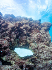 高海水温が続いているのでサンゴの白化現象が起きている。
美しい巨大なエンタクミドリイシ（ミドリイシ科）の群生。
英名学名：Table coral, Leptastrea purpurea
静岡県伊豆半島賀茂郡南伊豆町中木ヒリゾ浜2024年
