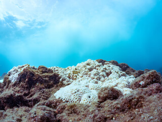 高海水温が続いているのでサンゴの白化現象が起きている。
美しい巨大なルリサンゴ（キクメイシ科）とエンタクミドリイシ（ミドリイシ科）の群生。
英名学名：Leptastrea purpurea, Christmas Tree Worm (Spirobranchus giganteus)

静岡県伊豆半島賀茂郡南伊豆町中木ヒリゾ浜2024年
