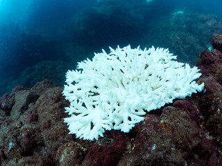 高海水温が続いているのでサンゴの白化現象が起きている。
美しい巨大なエンタクミドリイシ（ミドリイシ科）の群生。
英名学名：Table coral, Leptastrea purpurea
静岡県伊豆半島賀茂郡南伊豆町中木ヒリゾ浜2024年
