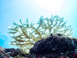 高海水温が続いているのでサンゴの白化現象が起きている。
美しい巨大なエンタクミドリイシ（ミドリイシ科）の群生。
英名学名：Table coral, Leptastrea purpurea
静岡県伊豆半島賀茂郡南伊豆町中木ヒリゾ浜2024年
