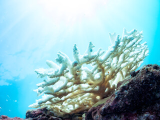 高海水温が続いているのでサンゴの白化現象が起きている。
美しい巨大なエンタクミドリイシ（ミドリイシ科）の群生。
英名学名：Table coral, Leptastrea purpurea
静岡県伊豆半島賀茂郡南伊豆町中木ヒリゾ浜2024年
