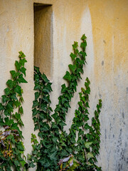 Wild wachsendes Efeu an der Hauswand