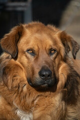 portrait of a dog