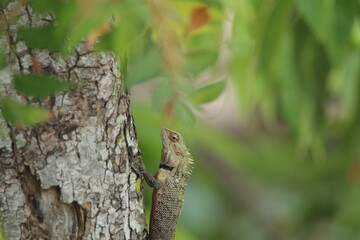 Garden lizard in my Garden, Sri Lanka 