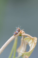 macro of a caterpillar
