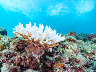 高海水温が続いているのでサンゴの白化現象が起きている。
美しい巨大なエンタクミドリイシ（ミドリイシ科）の群生。
英名学名：Table coral, Leptastrea purpurea
静岡県伊豆半島賀茂郡南伊豆町中木ヒリゾ浜2024年
