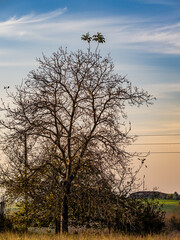 Neue Triebe an einem kahlen Baum