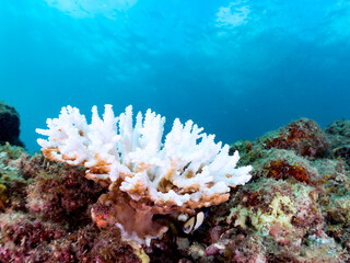 高海水温が続いているのでサンゴの白化現象が起きている。
美しい巨大なエンタクミドリイシ（ミドリイシ科）の群生。
英名学名：Table coral, Leptastrea purpurea
静岡県伊豆半島賀茂郡南伊豆町中木ヒリゾ浜2024年
