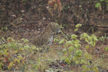 Sri Lankan Leopard in Wilpattu National Park, Sri Lanka 