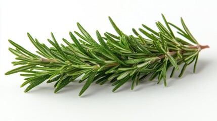 Isolated Fresh Rosemary Sprig on White Background. Generative AI