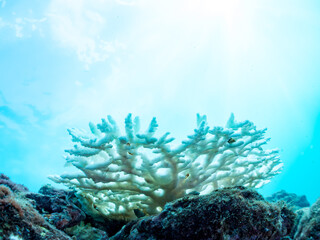 高海水温が続いているのでサンゴの白化現象が起きている。
美しい巨大なエンタクミドリイシ（ミドリイシ科）の群生。
英名学名：Table coral, Leptastrea purpurea
静岡県伊豆半島賀茂郡南伊豆町中木ヒリゾ浜2024年
