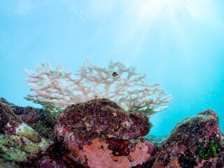 高海水温が続いているのでサンゴの白化現象が起きている。
美しい巨大なエンタクミドリイシ（ミドリイシ科）の群生。
英名学名：Table coral, Leptastrea purpurea
静岡県伊豆半島賀茂郡南伊豆町中木ヒリゾ浜2024年
