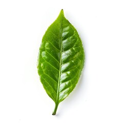 Obraz premium Green tea leaf isolated on white background
