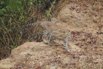 Sri Lankan Leopard in Wilpattu National Park, Sri Lanka 