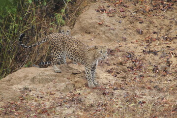 Sri Lankan Leopard in Wilpattu National Park, Sri Lanka 