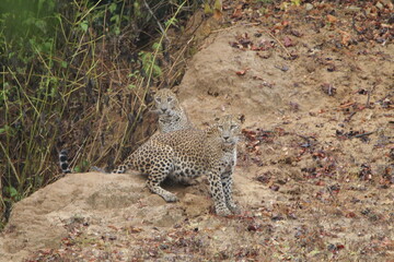 Sri Lankan Leopard in Wilpattu National Park, Sri Lanka 