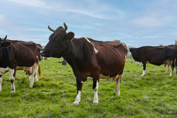 Fototapeta premium Beautiful cows grazing on green grass outdoors