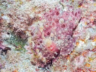 エスカ（触手）を振って魚を呼び寄せて狩る、巨大なオオモンカエルアンコウ（カエルアンコウ科）。
英名学名：Giant Frogfish, Antennarius commersoni
自分よりも大きな獲物でも、１０倍に広がる大きな口で丸呑みにする。
その速度は0.0001秒。生物界最速のハンターである。

静岡県伊豆半島賀茂郡南伊豆町中木ヒリゾ浜2024年
