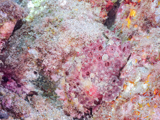 エスカ（触手）を振って魚を呼び寄せて狩る、巨大なオオモンカエルアンコウ（カエルアンコウ科）。
英名学名：Giant Frogfish, Antennarius commersoni
自分よりも大きな獲物でも、１０倍に広がる大きな口で丸呑みにする。
その速度は0.0001秒。生物界最速のハンターである。

静岡県伊豆半島賀茂郡南伊豆町中木ヒリゾ浜2024年
