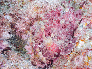 エスカ（触手）を振って魚を呼び寄せて狩る、巨大なオオモンカエルアンコウ（カエルアンコウ科）。
英名学名：Giant Frogfish, Antennarius commersoni
自分よりも大きな獲物でも、１０倍に広がる大きな口で丸呑みにする。
その速度は0.0001秒。生物界最速のハンターである。

静岡県伊豆半島賀茂郡南伊豆町中木ヒリゾ浜2024年
