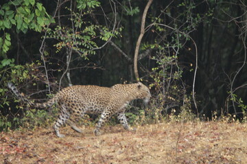 Sri Lankan Leopard in Wilpattu National Park, Sri Lanka 