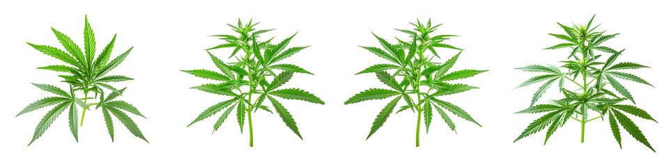 Four different marijuana plants are shown in a row